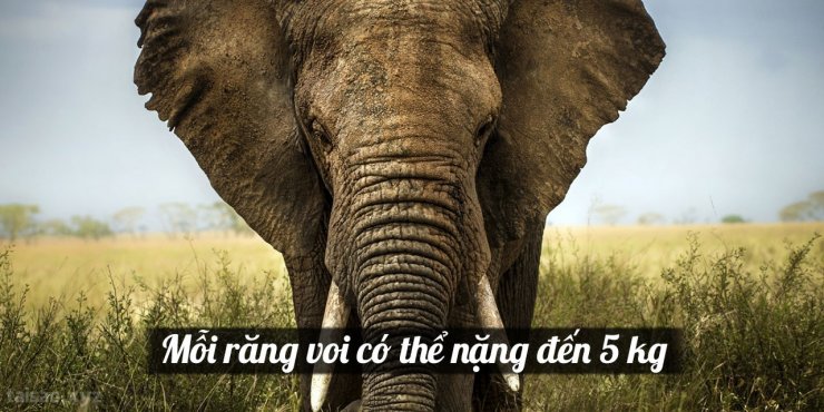 elephant-teeth-1280x640.jpg
