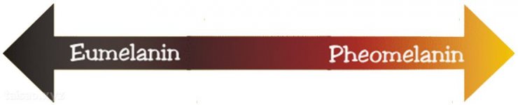 eumelanin-and-pheomelanin.jpg