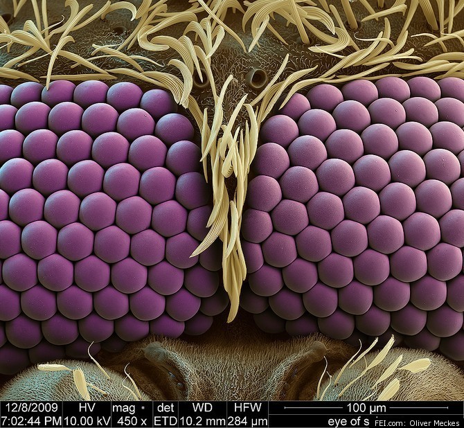EYES-OF-A-MOSQUITO.jpg