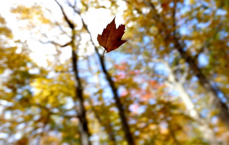 f29_95736888-1024x648.jpg