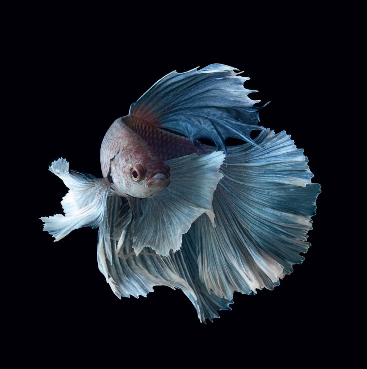 fighting-fish_114909415.jpg
