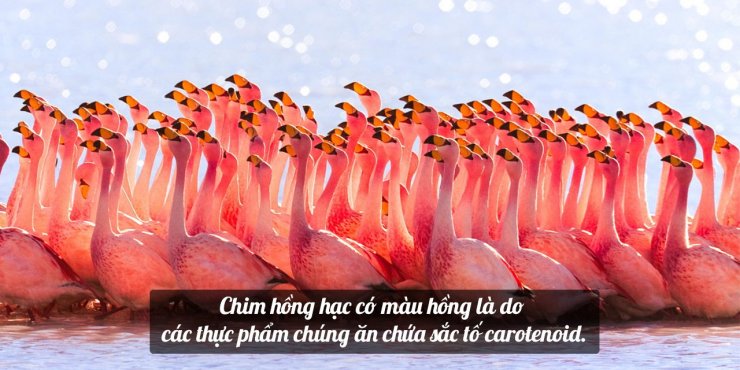 flamingo-1280x640.jpg