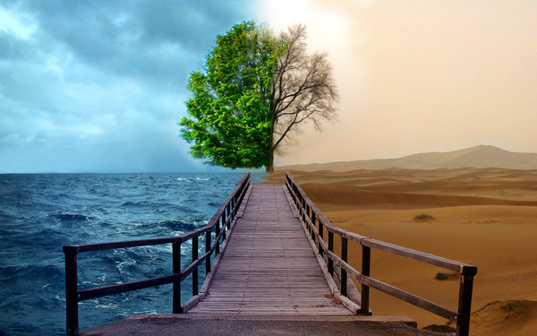 four-season-tree-1451882276565.jpg