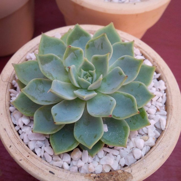 Hình-ảnh-hoa-sen-đá-đẹp-19.jpg