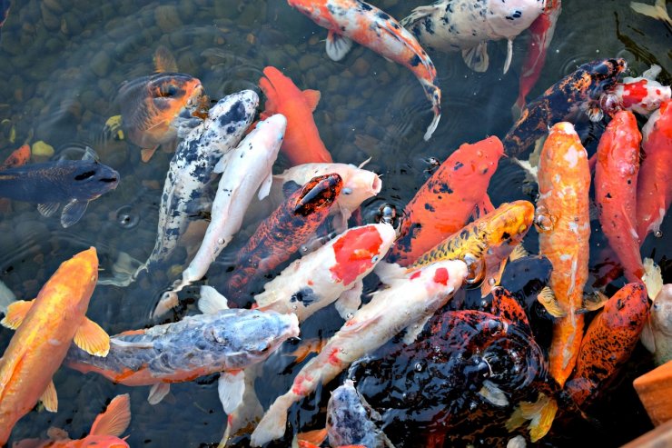 hinh-anh-ca-chep-canh_043238129.jpg