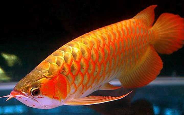 hinh-anh-ca-rong-canh_043238304.jpg