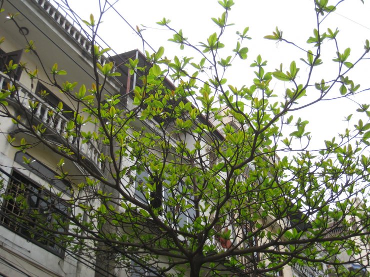 hinh-anh-cay-bang-mua-xuan_053002536.jpg