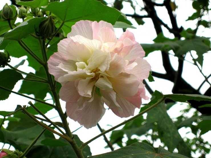 hinh-anh-cay-hoa-phu-dung-dep-nhat_114228384.jpg