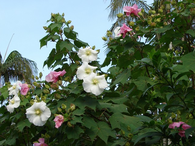 hinh-anh-cay-hoa-phu-dung-dep_114228400.jpg