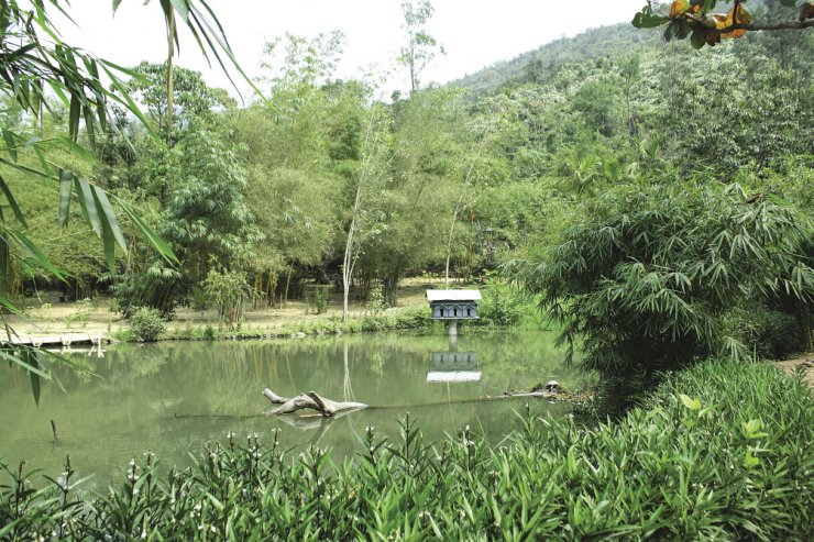 hinh-anh-cay-tre-o-que-huong-viet-nam-dep-nhat_041214315.jpeg