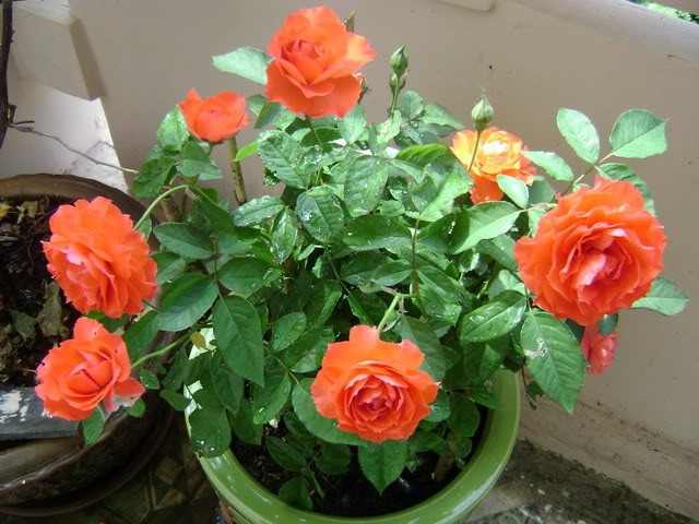 hinh-anh-chau-hoa-hong-dep_053954972.jpg