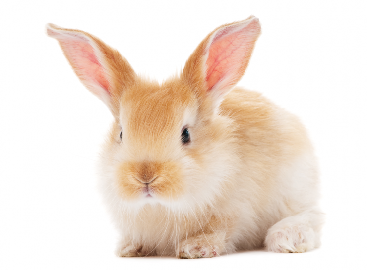 hinh-anh-con-tho-cute_114758002.png