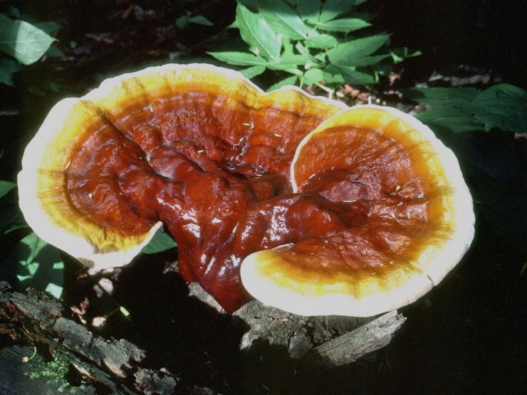 hinh-anh-dep-cua-nam-linh-chi_114802847.jpg
