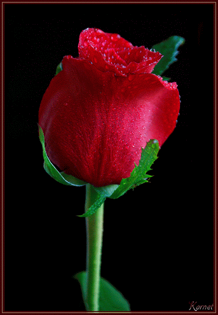 hinh-anh-dong-bong-hoa-hong-dep-2_052338939.gif