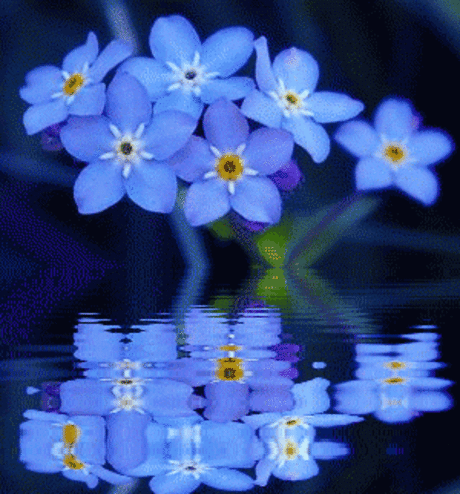 hinh-anh-dong-dep-bong-hoa-do-bong-xuong-mat-nuoc-long-lanh_052340424.gif