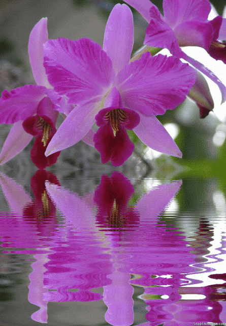 hinh-anh-dong-hoa-dep_052341408.gif
