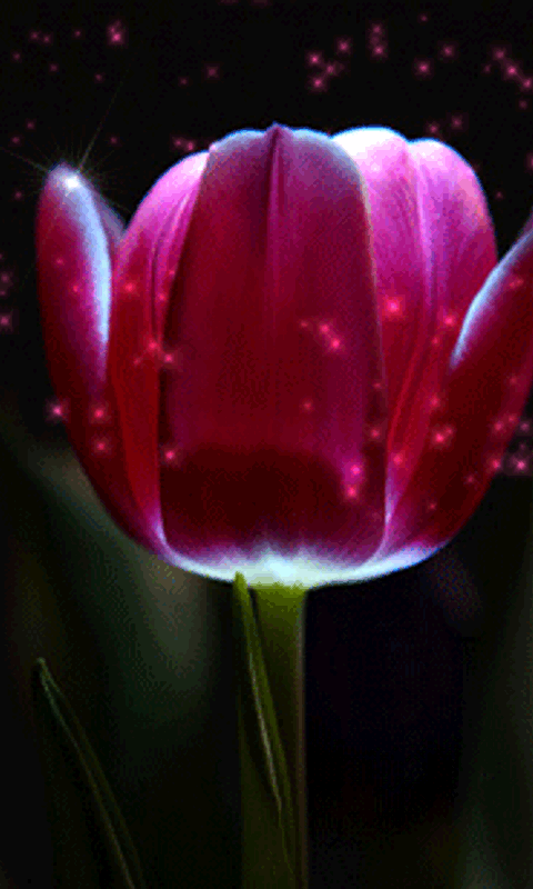 hinh-anh-dong-hoa-tulip-dep-2_052341612.gif