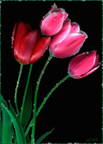 hinh-anh-dong-hoa-tulip-dep_052341705.gif