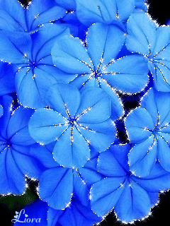 hinh-anh-dong-nhung-bong-hoa-mau-xanh-dep_052341940.gif