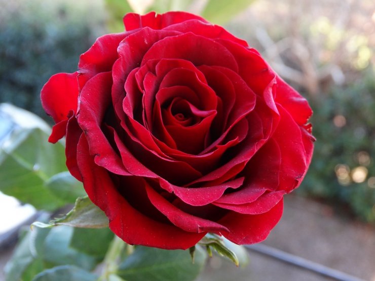 hinh-anh-hoa-hong-red_114637525.jpg