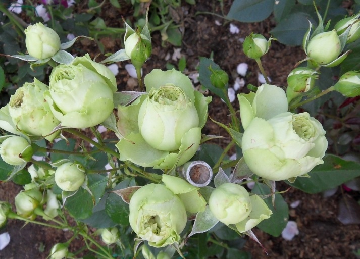 hinh-anh-hoa-hong-xanh-la-dep_053956160.jpg
