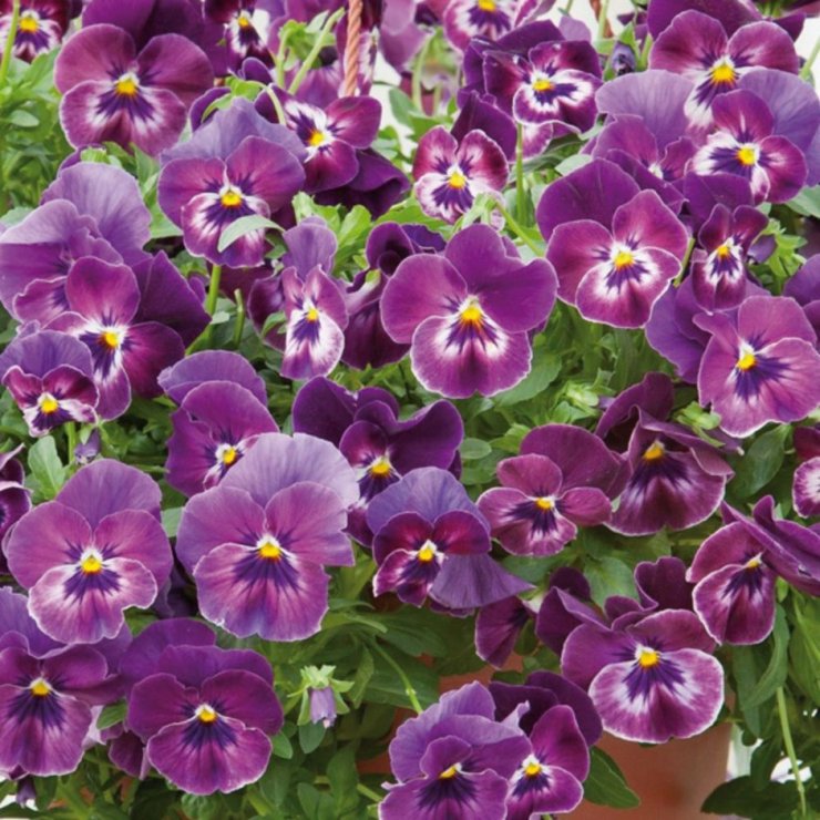 hinh-anh-hoa-pansy-dep-nhat_115103710.jpg