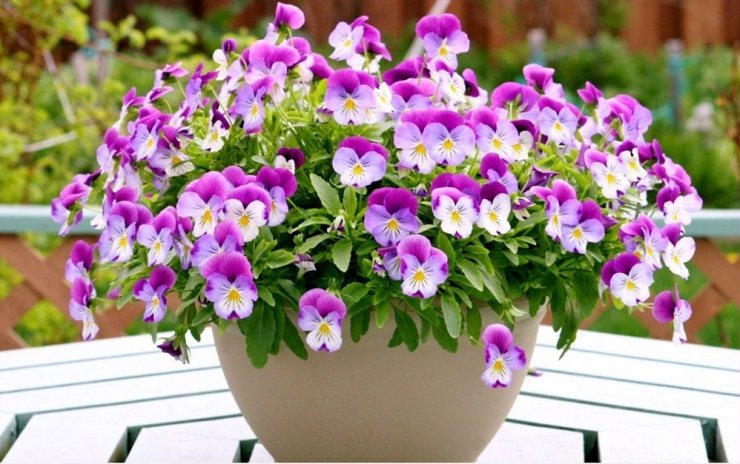 hinh-anh-hoa-pansy-dep_115103741.jpg