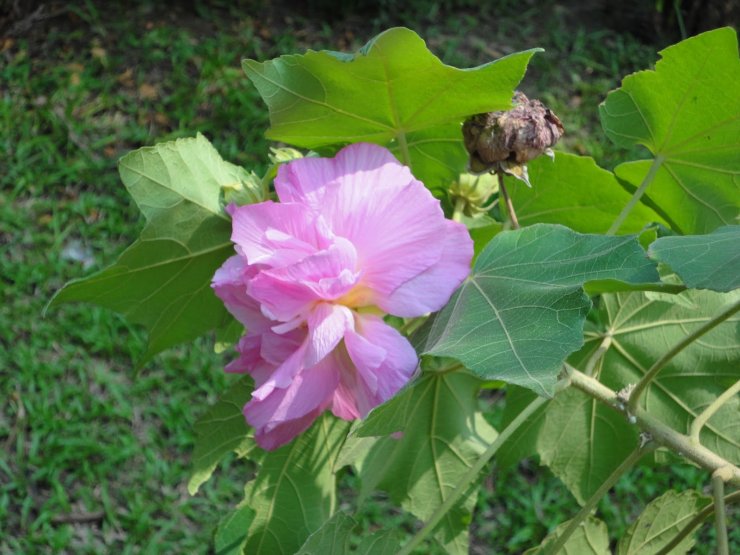 hinh-anh-hoa-phu-dung-dep-nhat_114228681.jpg