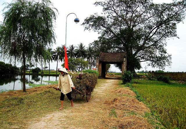 hinh-anh-lang-que-viet-nam-vao-mua-gat-lua_041214409.jpg