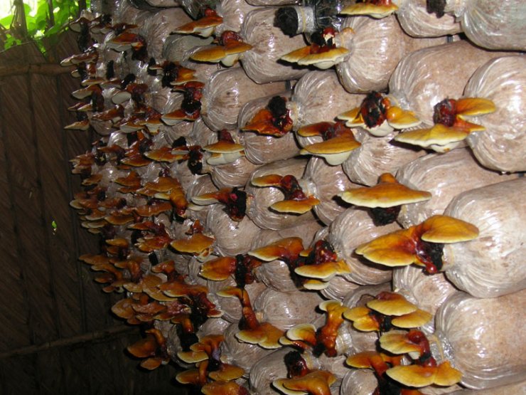 hinh-anh-nam-linh-chi-viet-nam_114803099.jpg