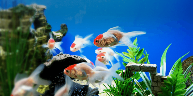 hinh-anh-nhung-chu-ca-vang-canh-dep-nhat_043238972.png