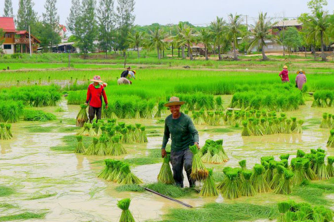 hinh-anh-que-huong-viet-nam-trong-nhung-ngay-mua_041215128.jpg