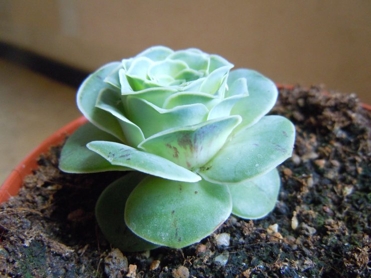 hinh-anh-sen-da-hoa-hong_102920156.jpg