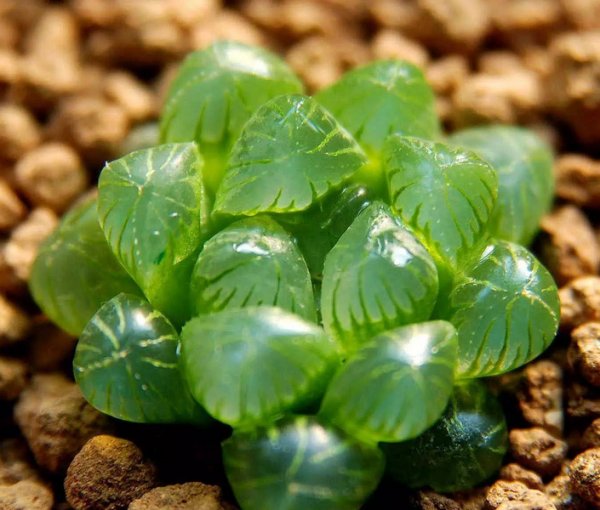hinh-anh-sen-da-hoa-sen-da-dep-nhat-10.jpg