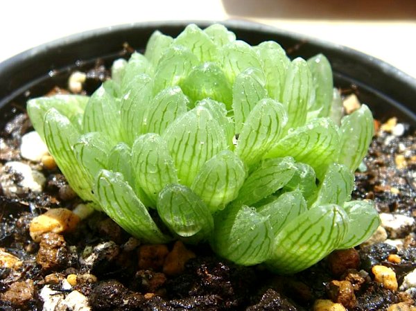 hinh-anh-sen-da-hoa-sen-da-dep-nhat-13.jpg