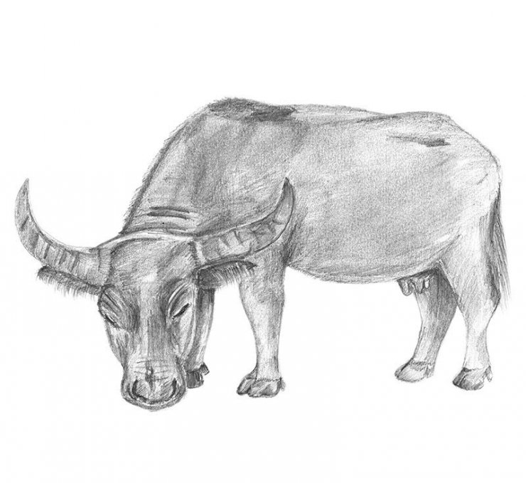 hinh-anh-ve-con-trau-dep_094009292.jpg