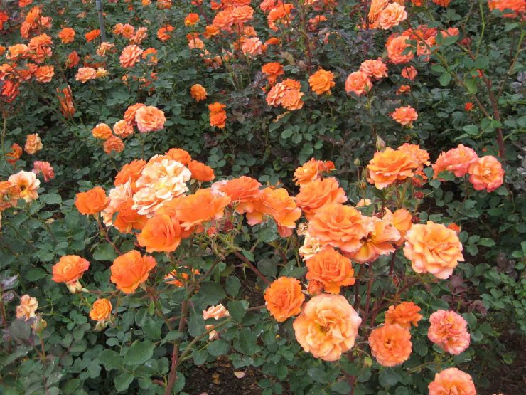 hinh-anh-vuon-hoa-hong-do-cam-dep_053956660.jpg