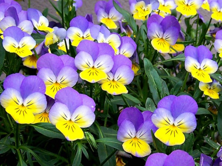hinh-hoa-pansy-dep_115105553.jpg