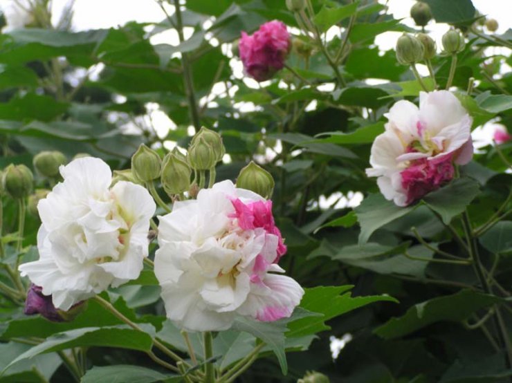 hinh-hoa-phu-dung-cuc-dep_114229228.jpg