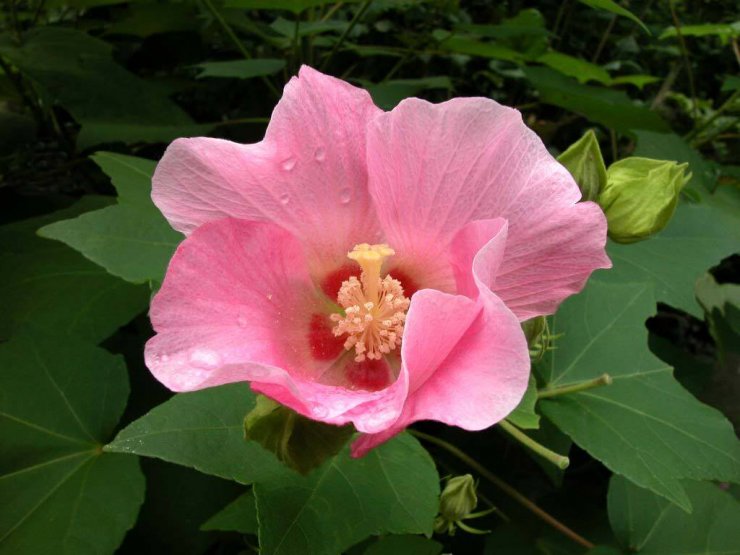 hinh-hoa-phu-dung_114229400.jpg