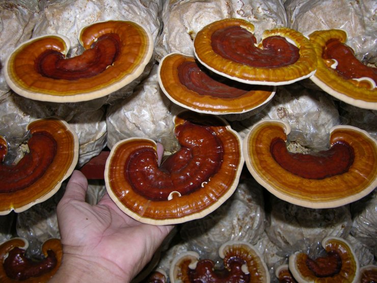 hinh-nam-linh-chi_114803435.jpg