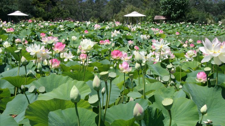 hinh-nen-dam-sen-dep-nhat_025507911.jpg
