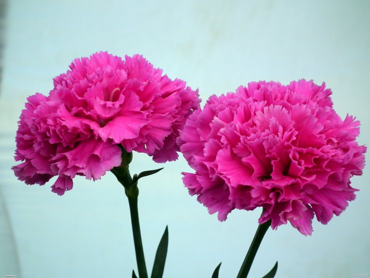 hinh-nen-hoa-cam-chuong-dep_042445962.jpg