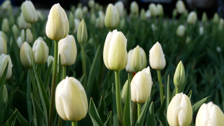 hinh-nen-hoa-tulip-dep_042503310.png