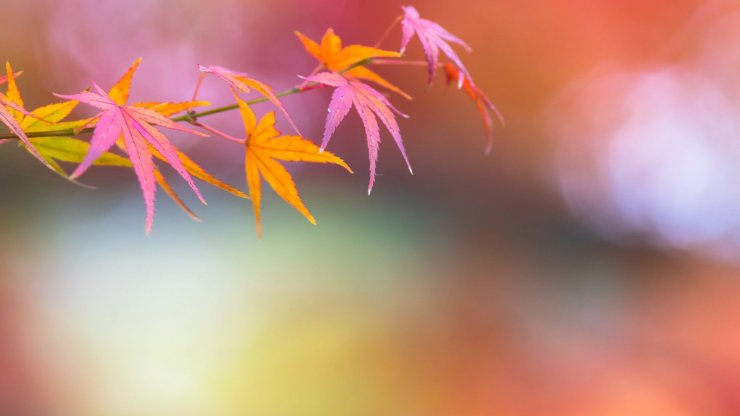 hinh-nen-la-cay-doc-dao-cho-pc_125621940.jpg