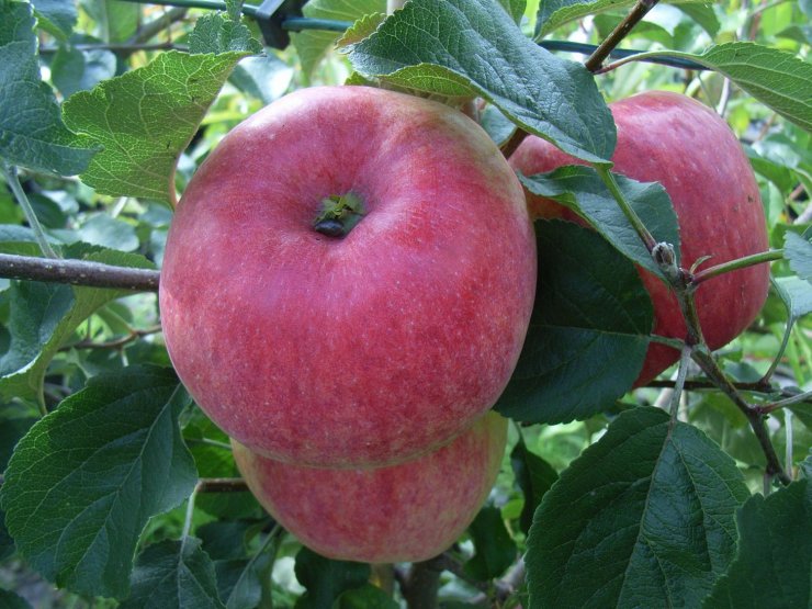 hinh-qua-tao-xanh-dep-nhat_095352319.jpg