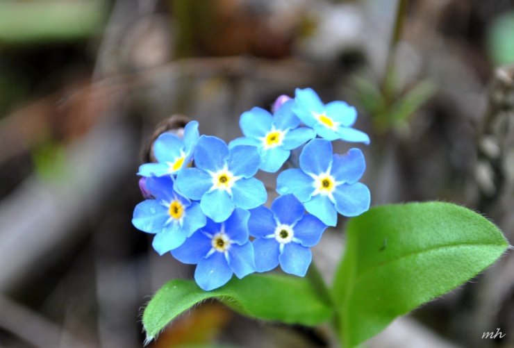 hoa-luu-ly(2)__23692_zoom.jpg