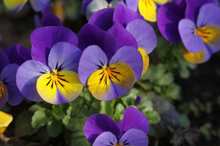 hoa-pansy-cuc-dep_115105772.jpg