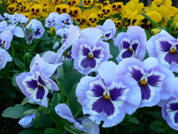 hoa-pansy_115105819.jpg