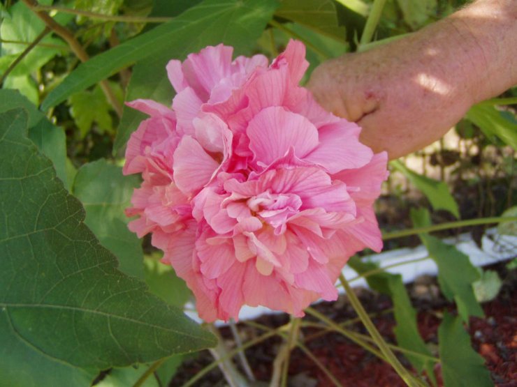 hoa-phu-dung-dep-nhat_114229556.jpg